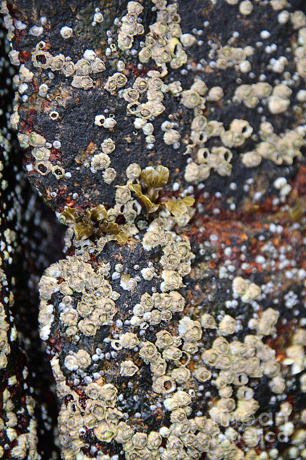 Barnacles Photograph by Jemmy Archer