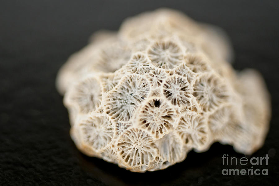 Barnacles on an Old Seashell Photograph by Wilma  Birdwell