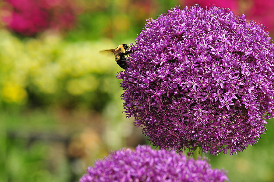 Nature Photograph - Barney Bee Buzzy At Work  by Robert Saunders Jr