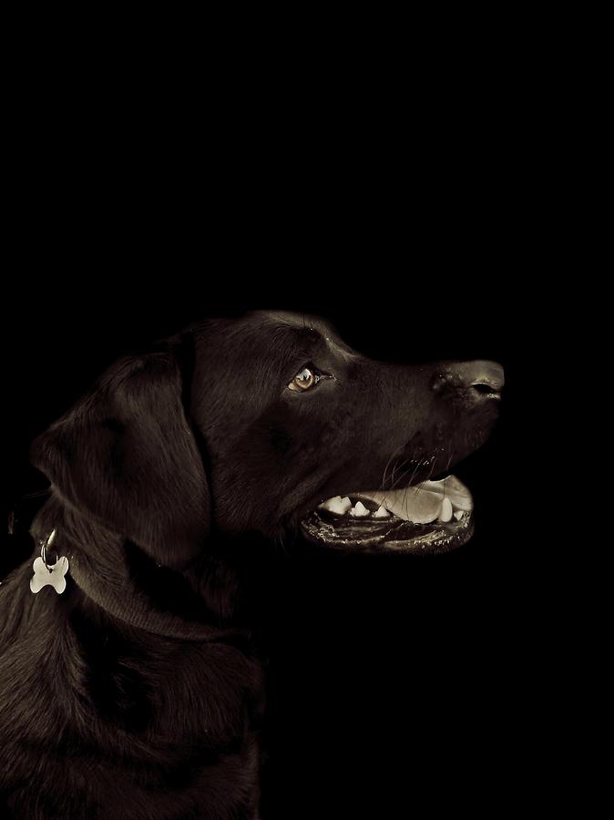 Dog Photograph - Barney  by Maria Lamb