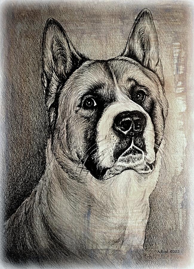Dog Drawing - Barney the dog by Andrew Read