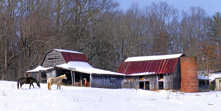 Barns and Horses in Winter Photograph by Duane McCullough
