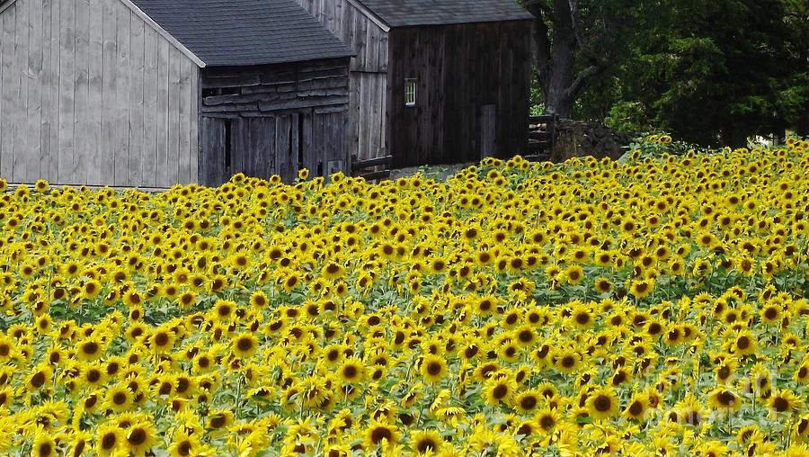 Barns and Sunflowers Photograph by Michelle Welles