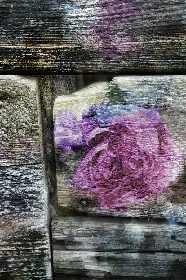 Barnwood Rose Photograph by Evie Carrier