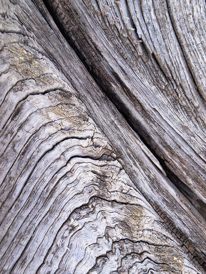 Barnwood...weathered Photograph by Tom Druin