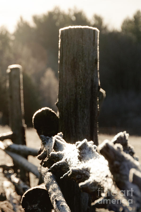 Barnyard frost Photograph by Cheryl Baxter