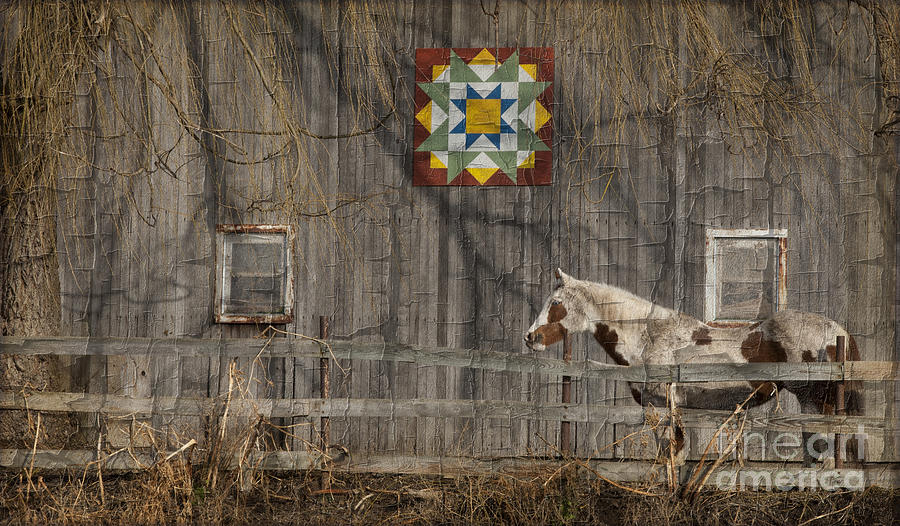 Barnyard Patterns with Effects Photograph by Roger Bailey