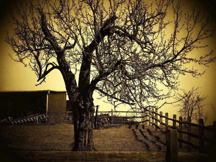 Barnyard Tree Photograph by Joyce Kimble Smith