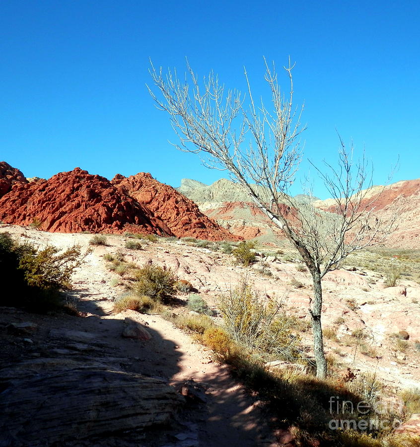 Baron desert tree Photograph by L Cecka - Fine Art America