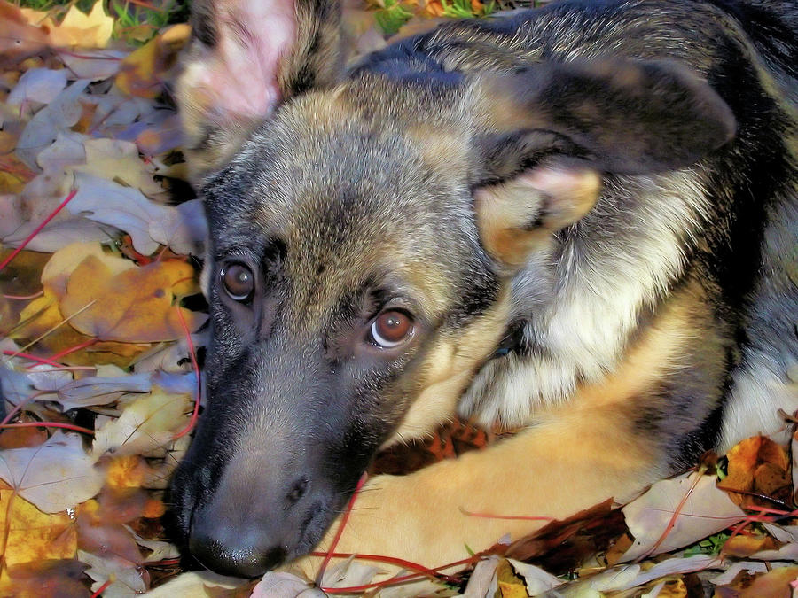 Baron in the Leaves Photograph by Karol Livote