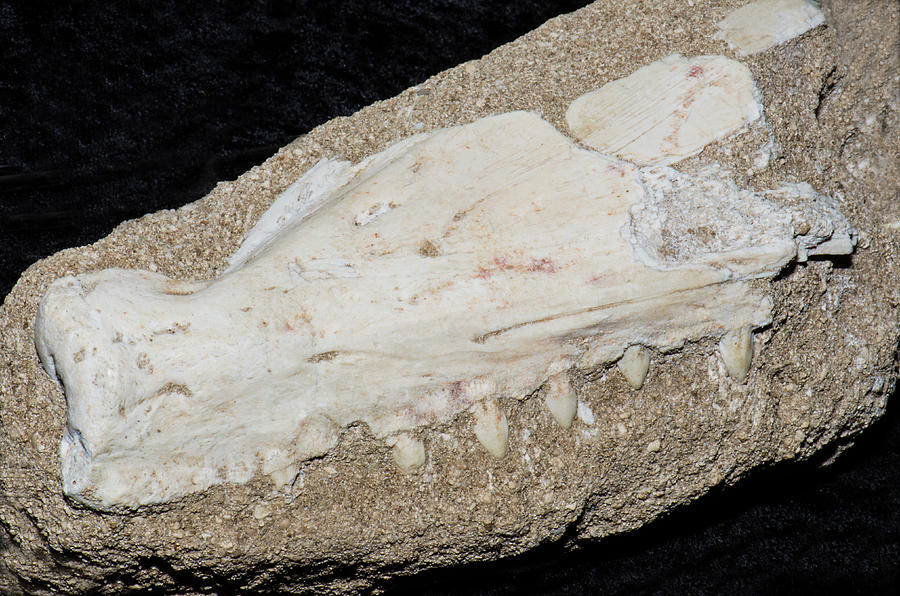 Barracuda Jaw Fossil Photograph by Millard H. Sharp