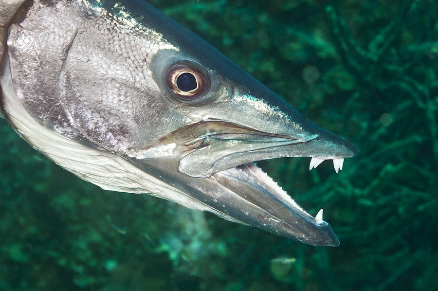 Fish Photograph - Barracuda by Joe Belanger