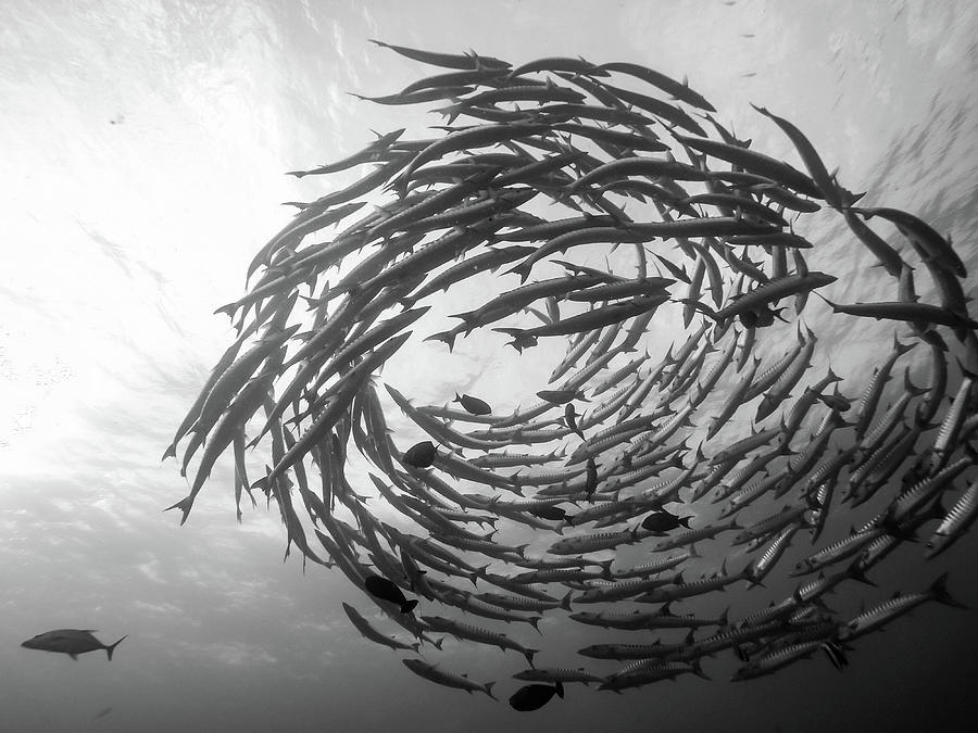 Fish Photograph - Barracuda Tornado by Yumian Deng