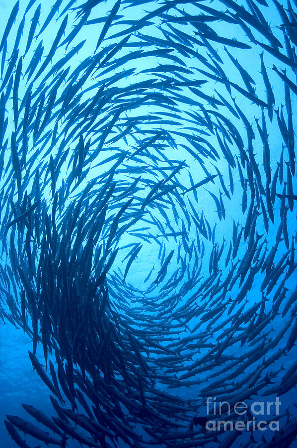 Barracuda Vortex Photograph by Aaron Whittemore