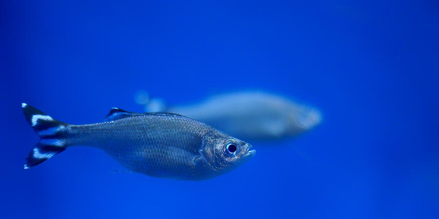 Fish Photograph - Barred Flagtail - Kuhlia mugil by Nikolyn McDonald