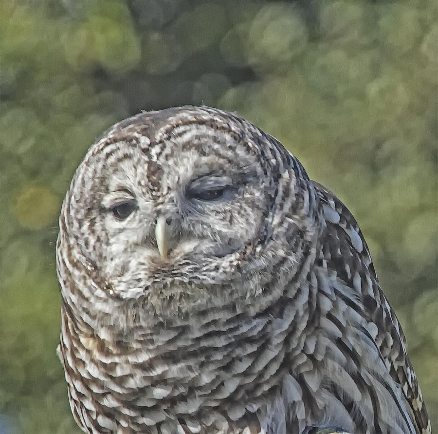 Barred Hoot Owl Photo Art Photograph by Constantine Gregory