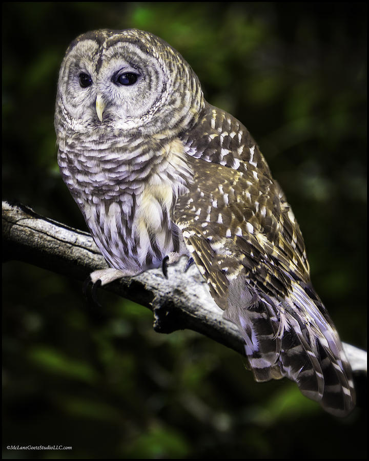 Nature Photograph - Barred Night Owl by LeeAnn McLaneGoetz McLaneGoetzStudioLLCcom