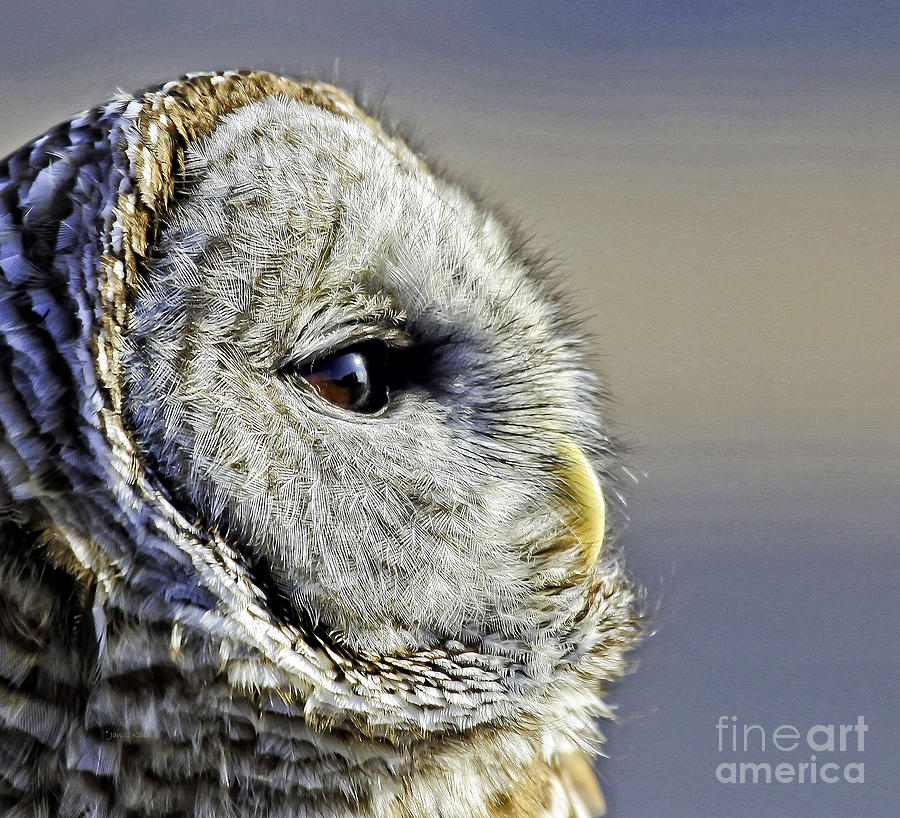 Owl Photograph - Barred None by Jan Killian