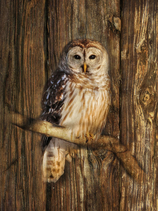 Owl Photograph - Barred Owl 1 by Lori Deiter
