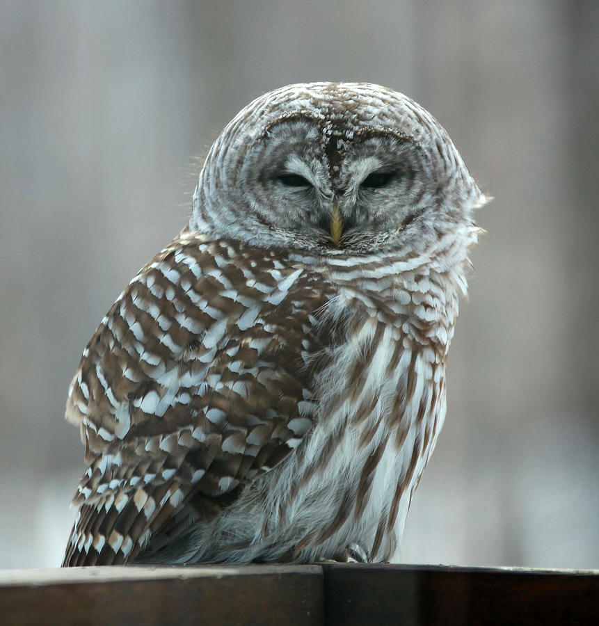Barred Owl 1 Photograph by Vance Bell