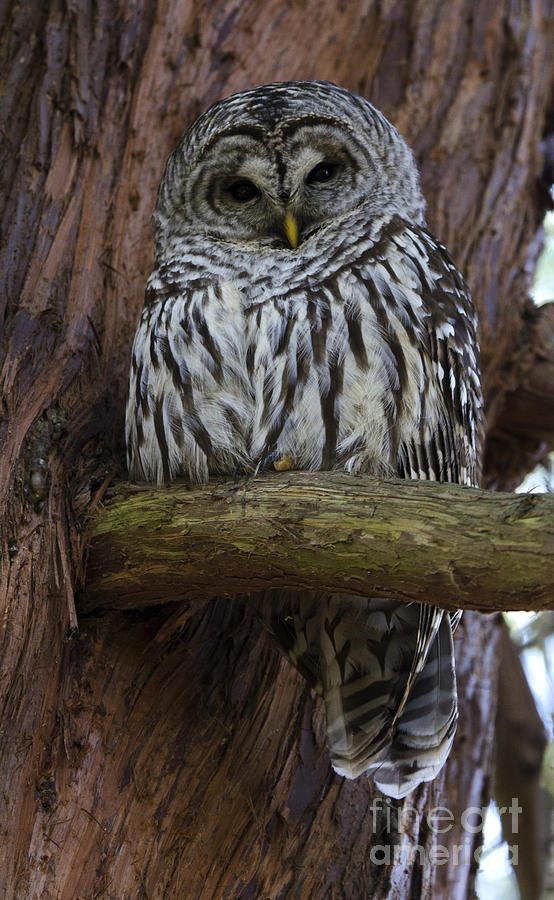 Barred Owl 2 Photograph by Bob Christopher