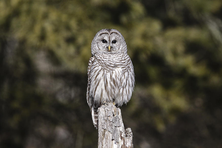 Barred Owl 2 Photograph by Gary Hall