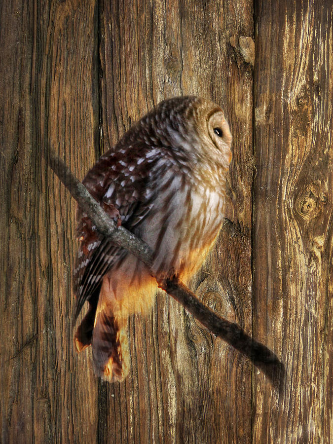 Barred Owl 2 Photograph by Lori Deiter
