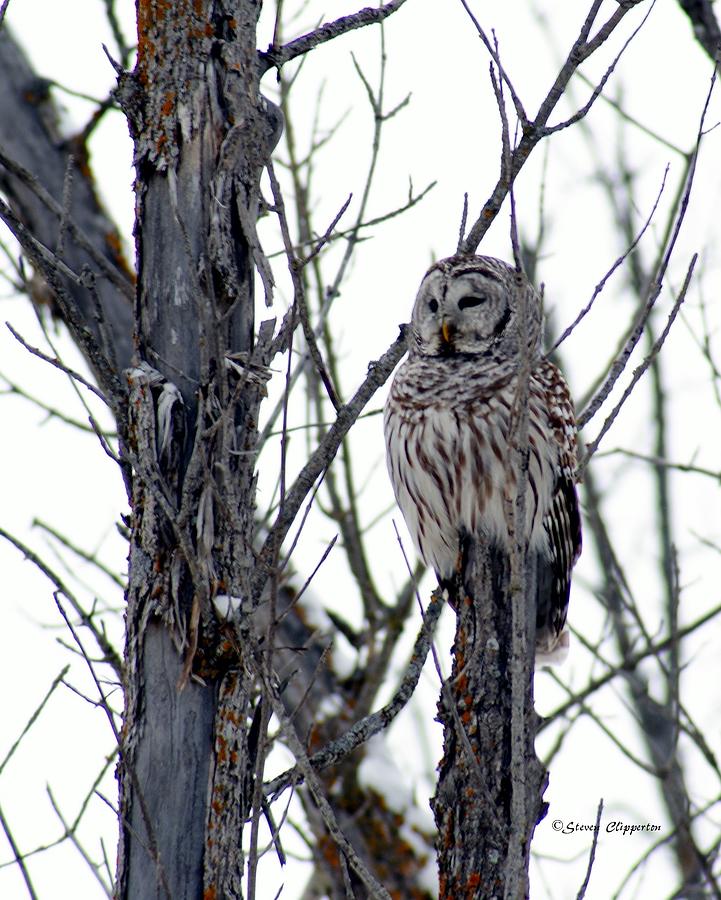 Barred Owl 2 Photograph by Steven Clipperton
