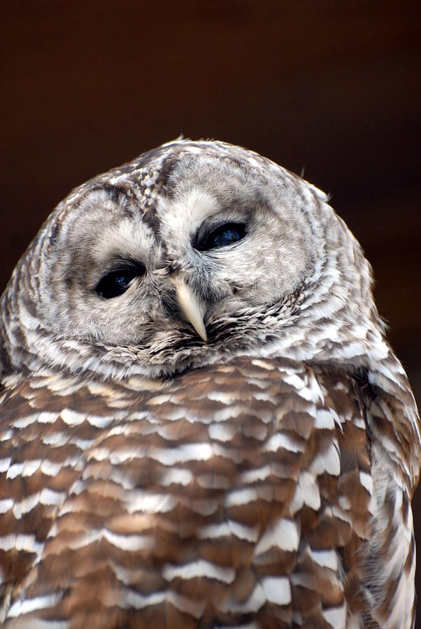 Bird Photograph - Barred Owl 266 by Joyce StJames