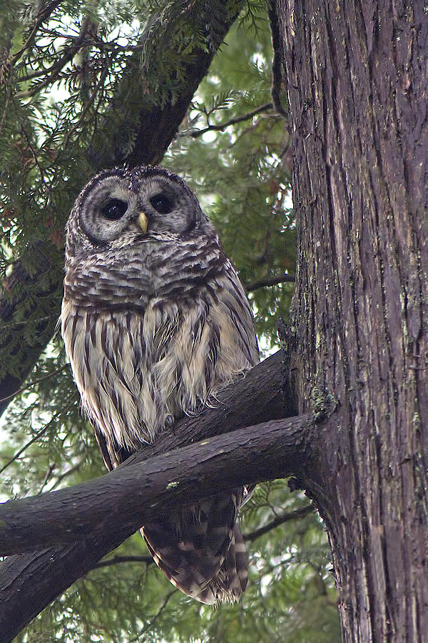 Owl Photograph - Barred Owl 2a by Sharon Talson