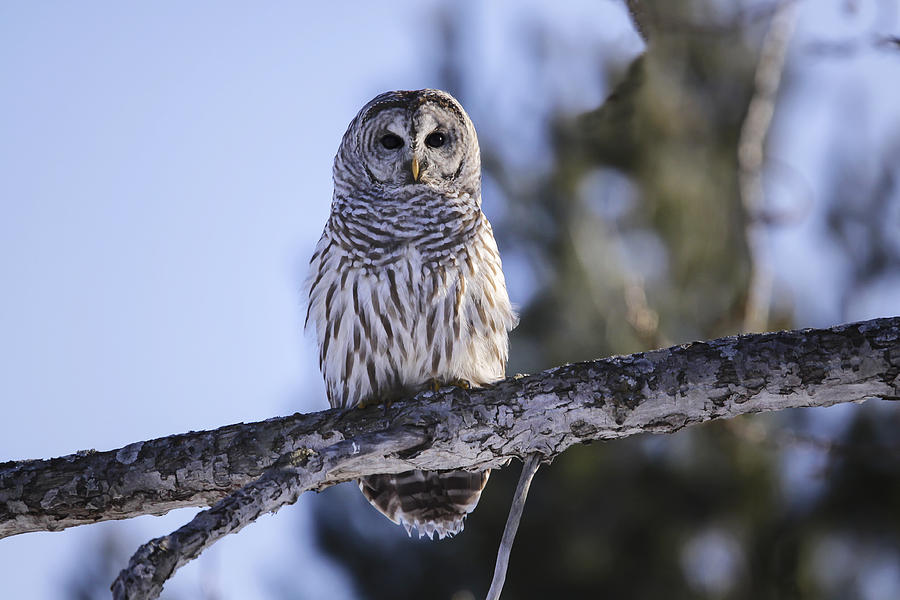Barred Owl 3 Photograph by Gary Hall