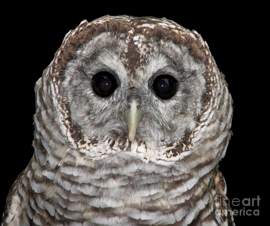 Owl Photograph - Barred Owl 3 by Rose Santuci-Sofranko