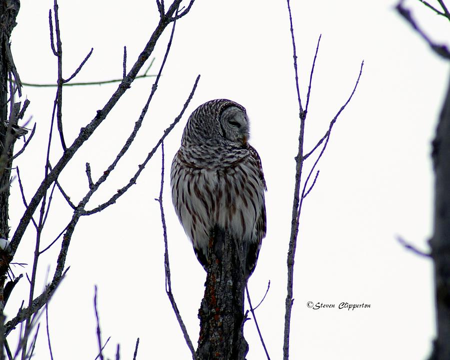 Barred Owl 3  Photograph by Steven Clipperton