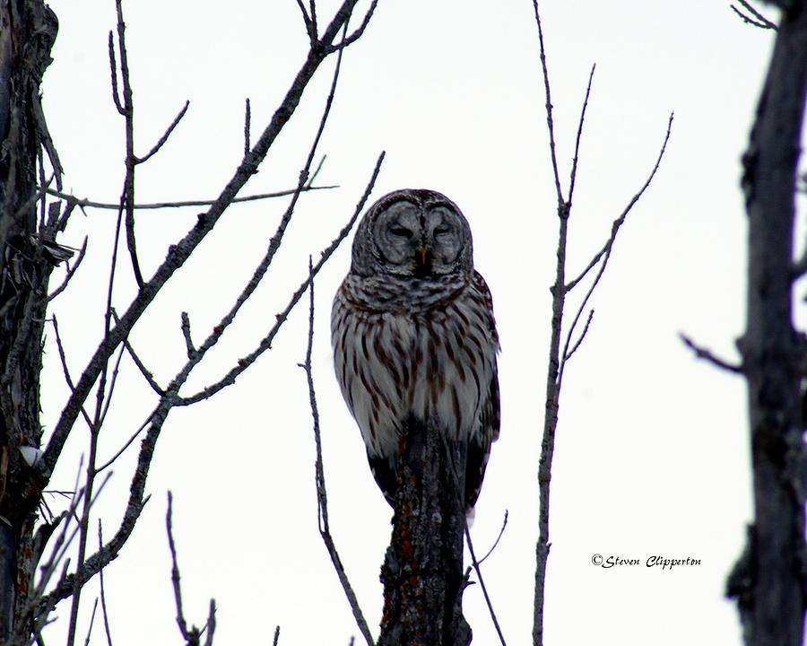 Barred Owl 4 Photograph by Steven Clipperton