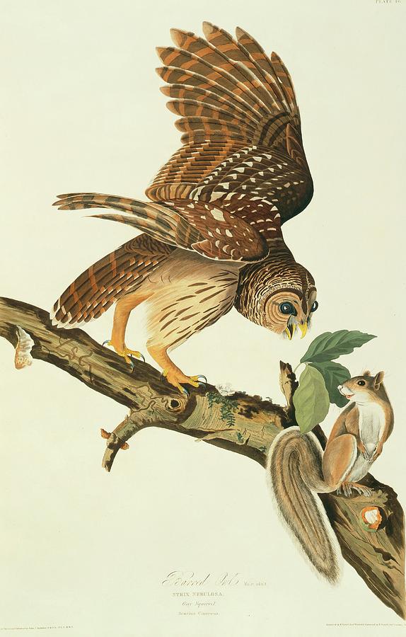 Barred Owl And Prey Photograph by Natural History Museum, London/science Photo Library