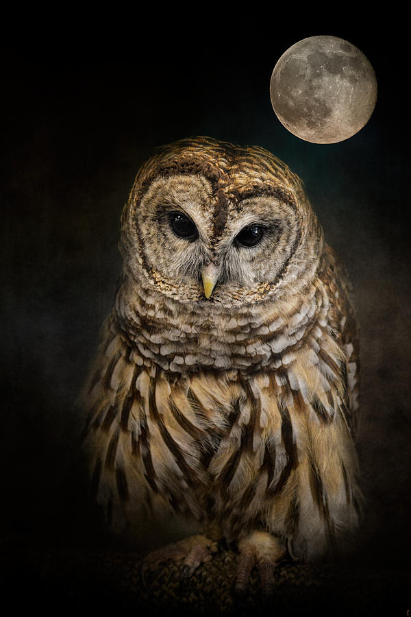 Bird Photograph - Barred Owl and the Moon by Jai Johnson