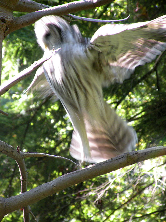 Nature Photograph - Barred Owl Angelic Liftoff by Brian Chase