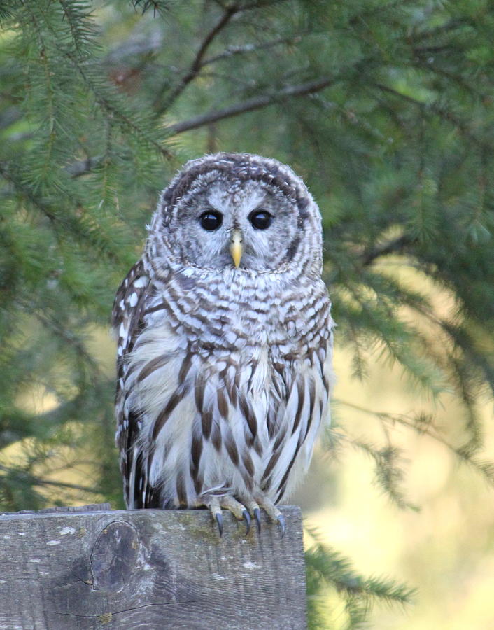 Barred Owl Photograph by Angie Vogel