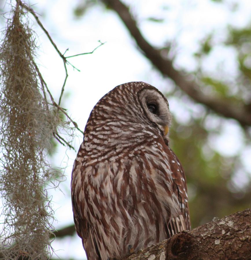 Barred Owl Photograph by Anita Parker