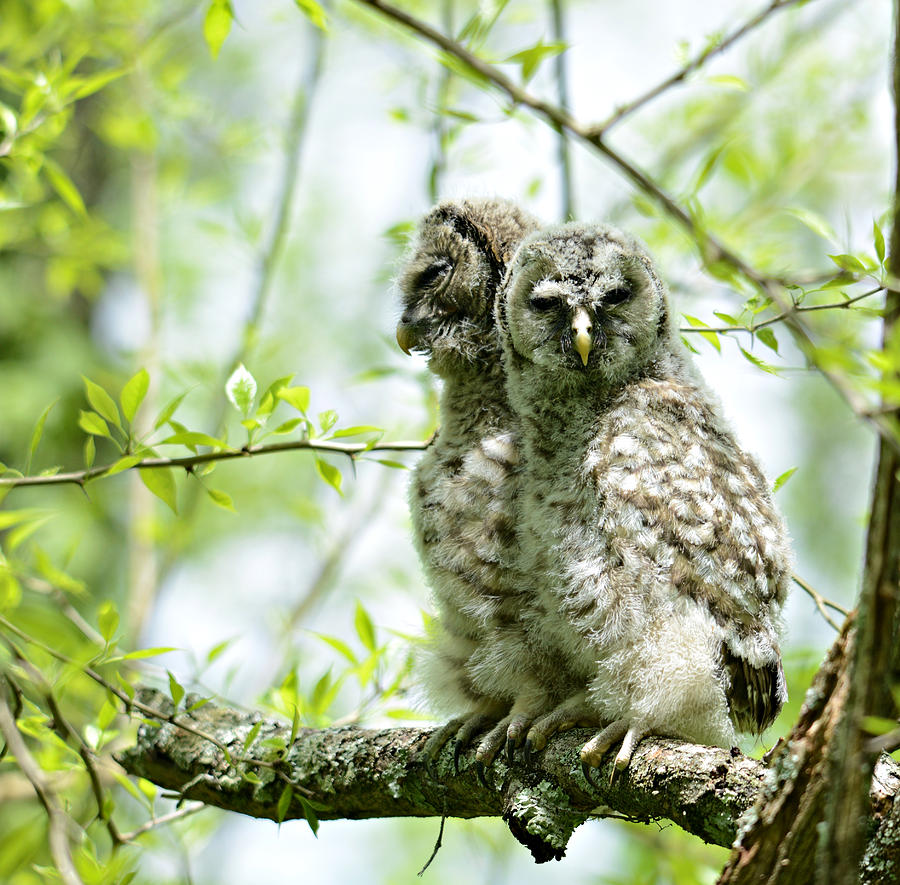 Barred owl babies Photograph by Bob Schlake - Fine Art America