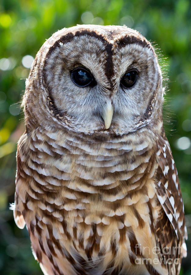 Barred Owl Photograph by Bernd Laeschke