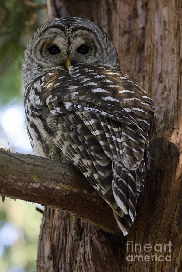 Bird Photograph - Barred Owl by Bob Christopher