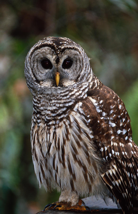 Barred Owl Photograph by Bradford Martin