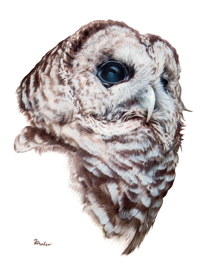 Owl Drawing - Barred Owl by Brent Ander