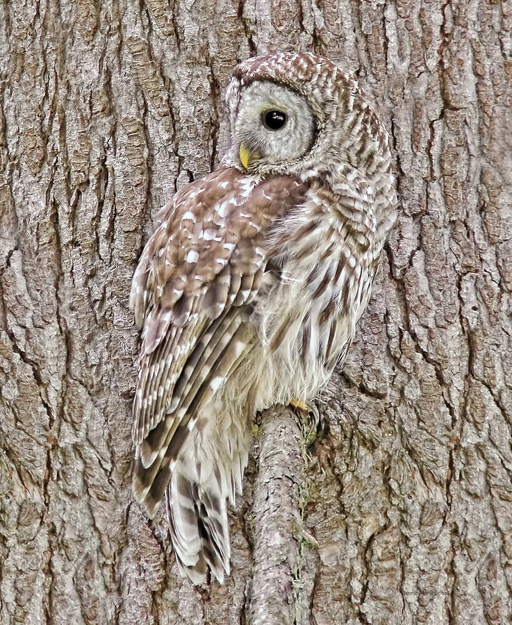 Owl Photograph - Barred Owl Camouflage by Jennie Marie Schell
