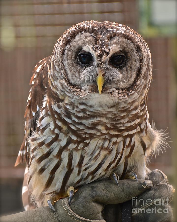 Barred Owl Photograph by Carol  Bradley