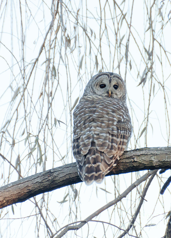 Barred Owl Photograph by Cheryl Baxter