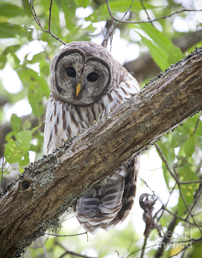 Barred Owl Photograph by Chris Dutton