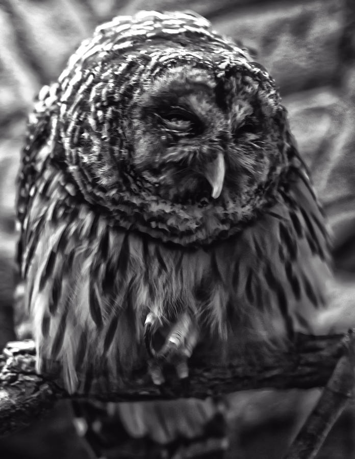 Black And White Photograph - Barred Owl by Flees Photos