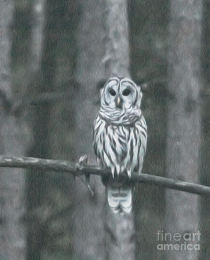 Barred Owl Photograph by Clare VanderVeen